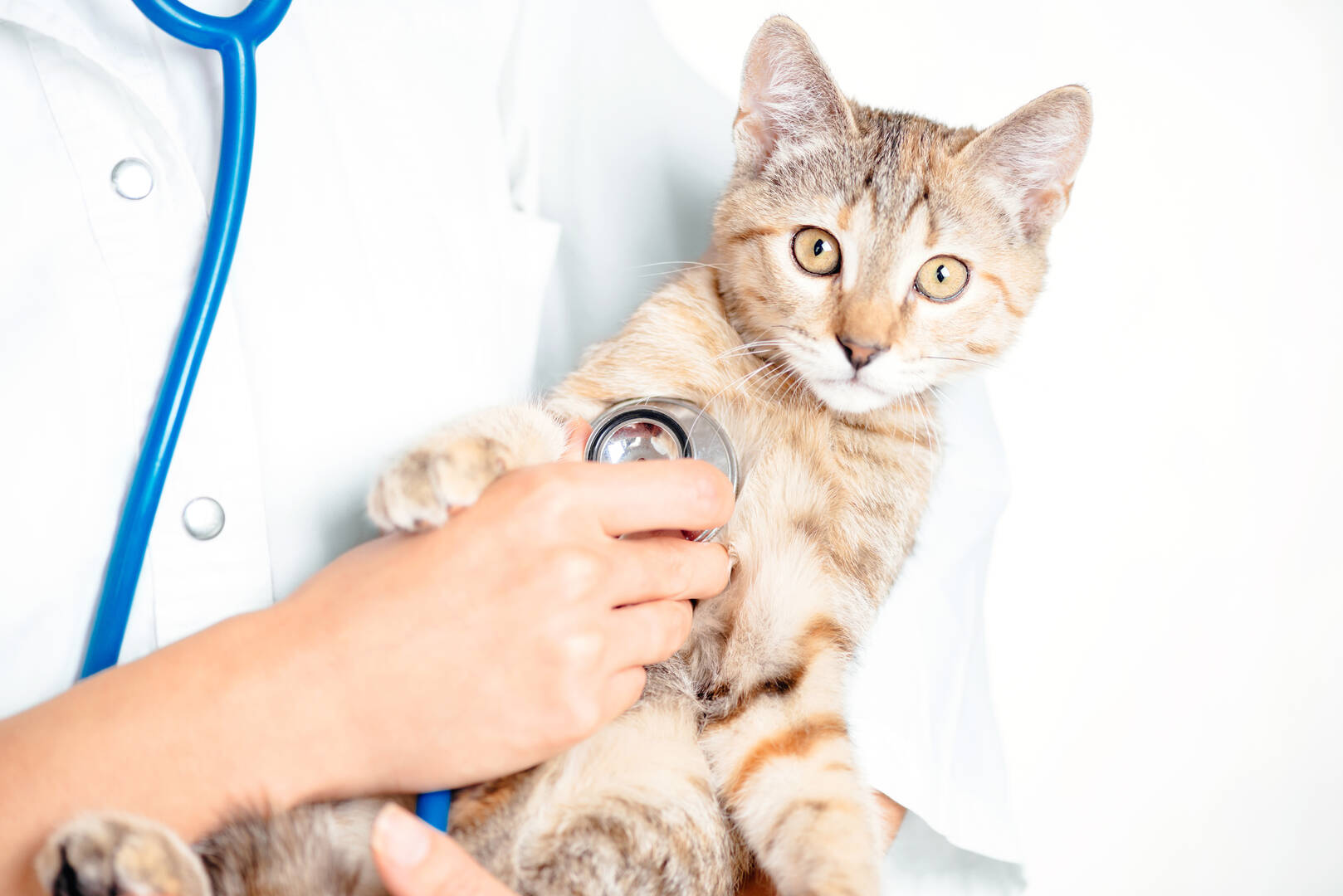 Para Hills Vet Clinic