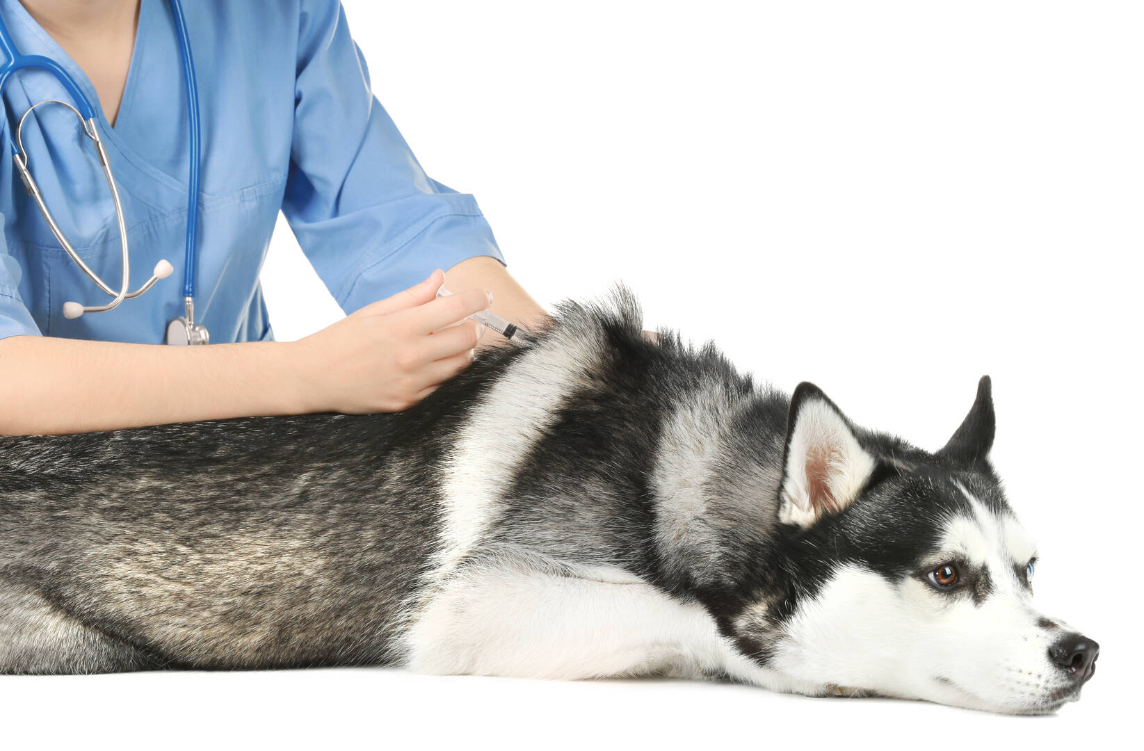 Litchfield Veterinary Hospital