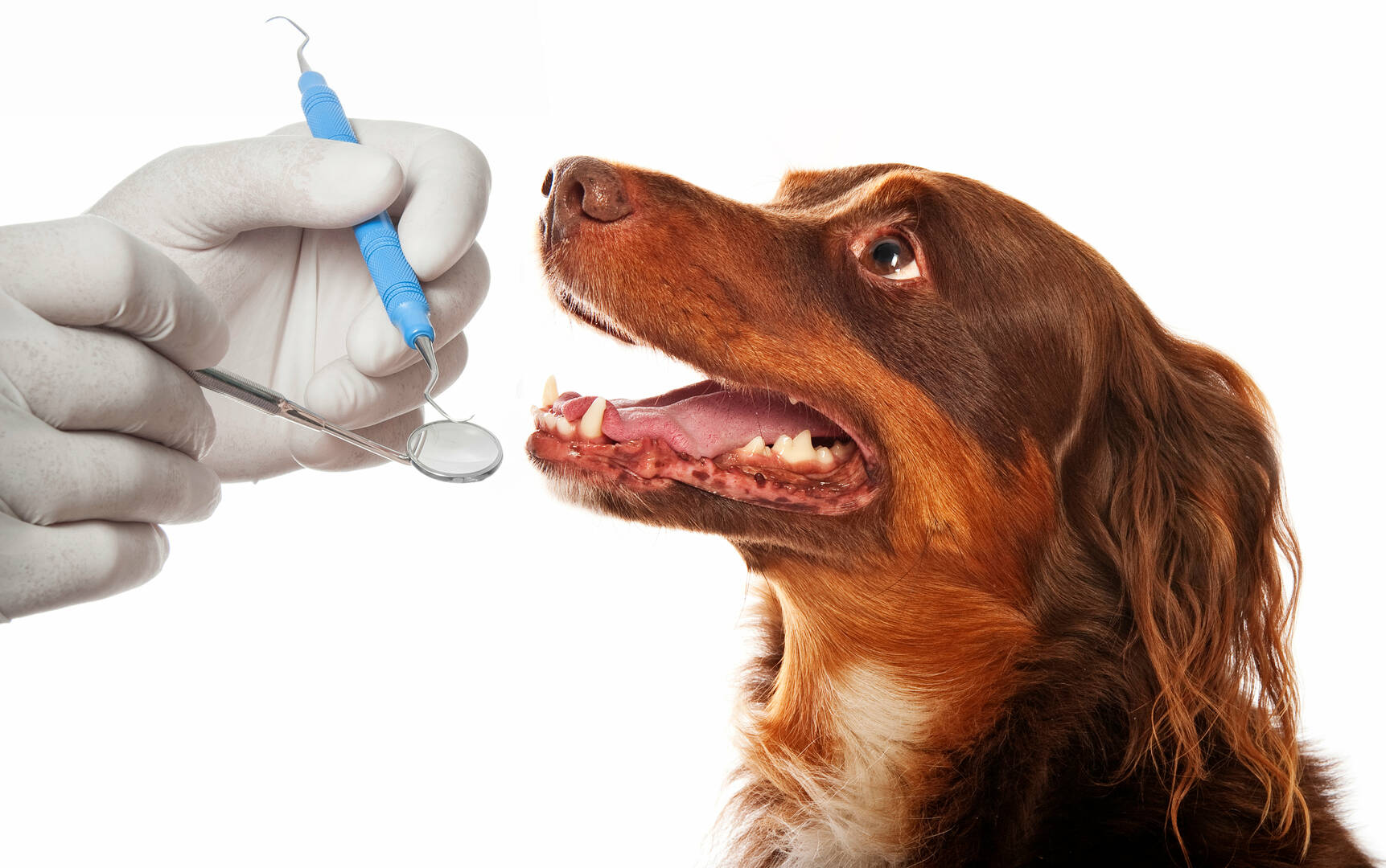 Great Southern Animal Hospital