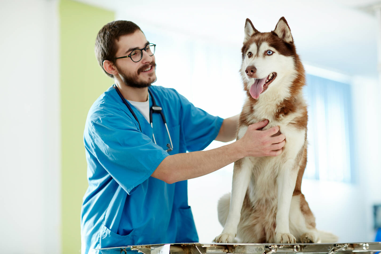Loop 494 Animal Hospital