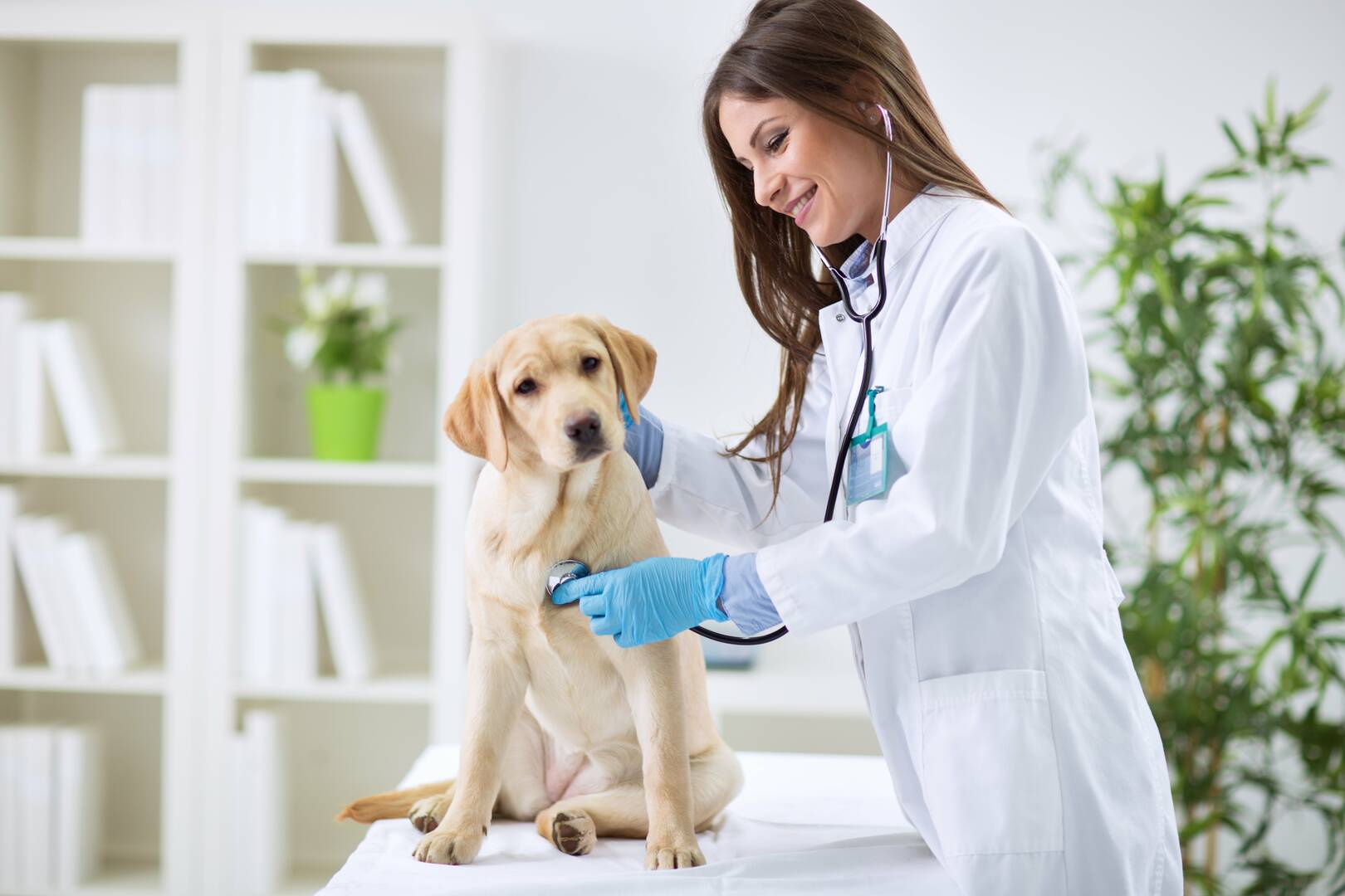 Homebush Boarding Kennels & Cattery