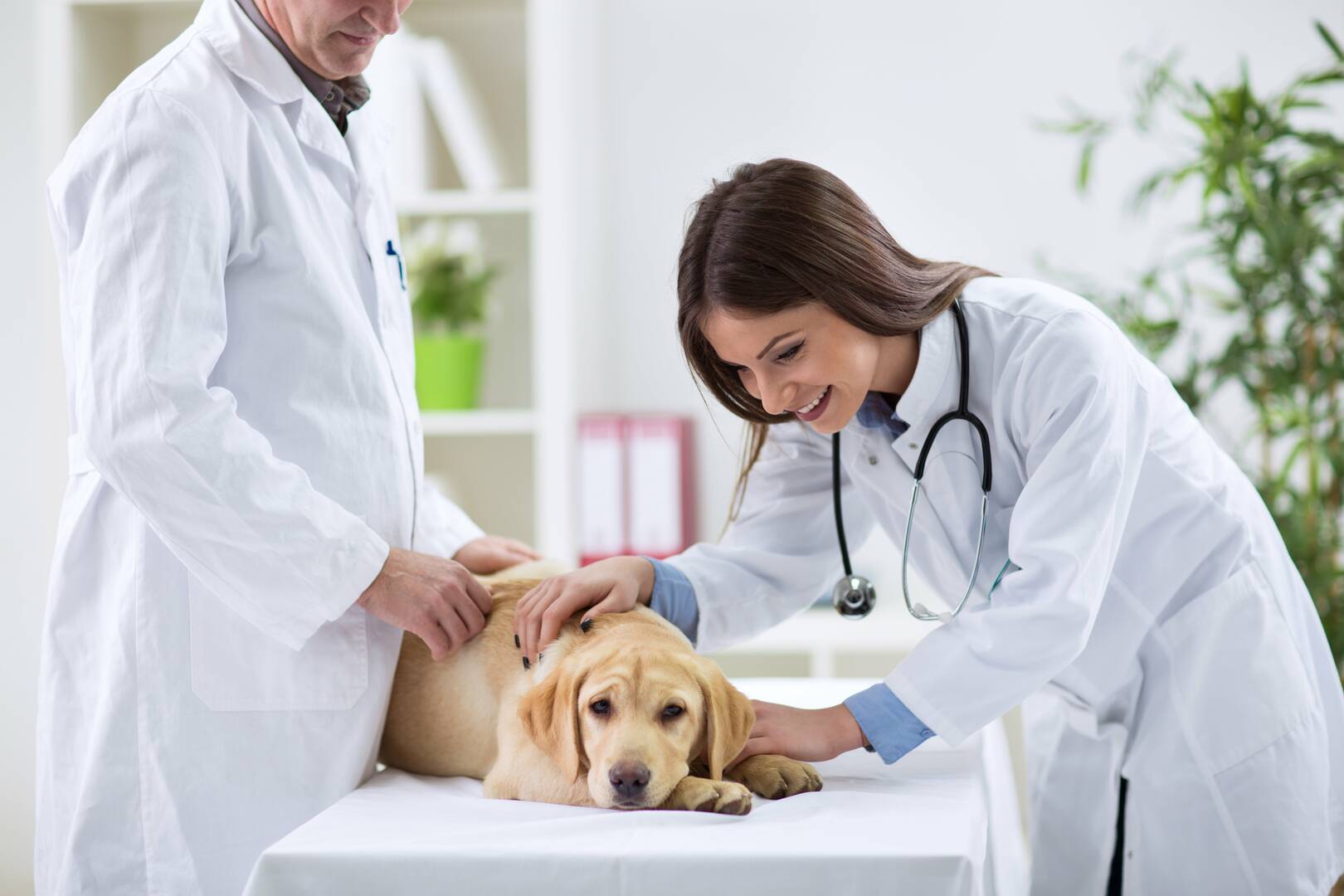 Haverford Animal Hospital