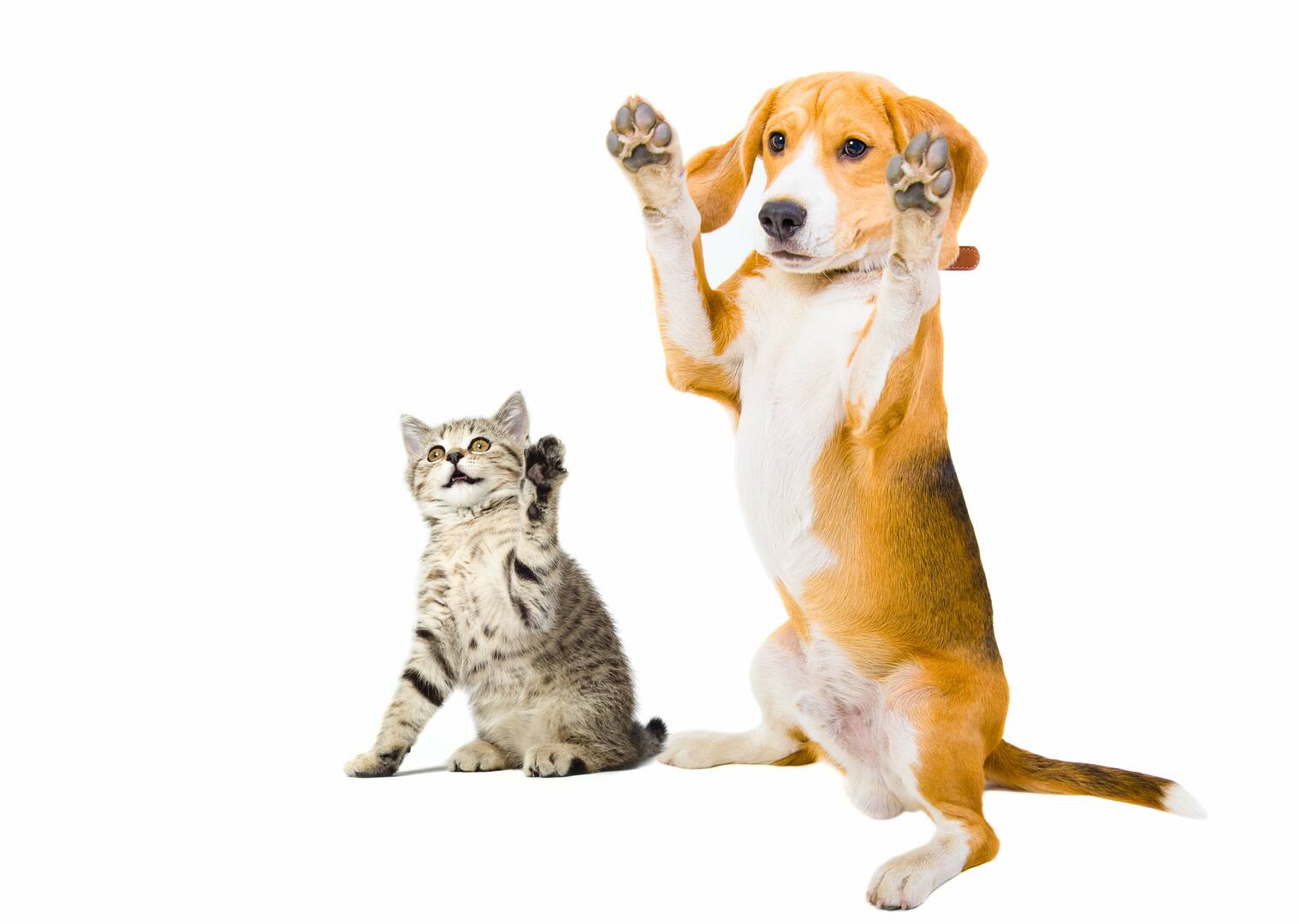 Alta Animal Hospital